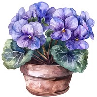 African violet in the pot geranium blossom flower.