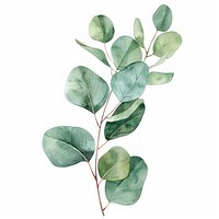 Eucalyptus leaf art annonaceae vegetable.