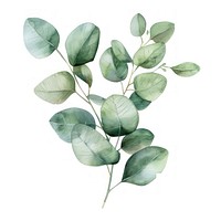 Eucalyptus leaf art annonaceae herbal.