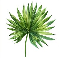 Fan palm leaf arecaceae plant green.