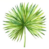 Fan palm leaf arecaceae agavaceae plant.