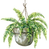 Fern in the hanging pot plant leaf potted plant.