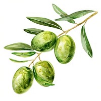 Olive annonaceae produce plant.