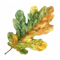 Loak leaf vegetable produce plant.