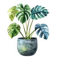 Monstera in the pot blossom planter pottery.
