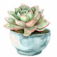Succulent in the pot planter pottery blossom.