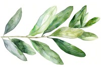 Olive leaf annonaceae blossom herbal.