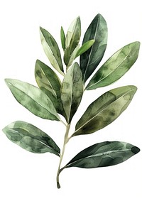 Olive leaf herbal plant herbs.