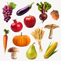 Autumn fruit and vegetable element   set