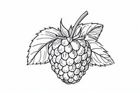 Detailed raspberry fruit line drawing