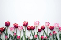 Vibrant tulips against white background