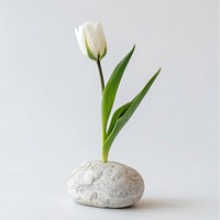 Elegant white tulip in stone