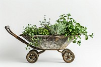 Rustic wheelbarrow with fresh herbs