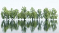 Serene reflection of trees