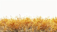 Golden Hakone Grass landscape nature grass.