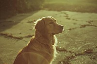 Golden retriever in sunset light