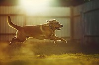 Dog leaping in golden sunlight