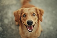 Happy dog with joyful expression