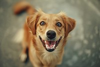 Happy dog with joyful expression