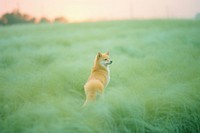 Dog in lush green field