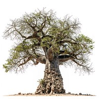 Majestic ancient baobab tree