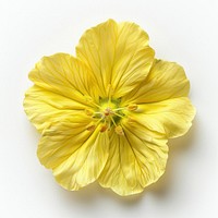 Vibrant yellow flower close-up