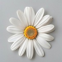 White daisy flower close-up