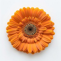 Vibrant orange gerbera daisy bloom