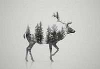 Deer silhouette forest double exposure