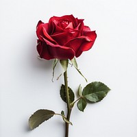 Elegant red rose on stem