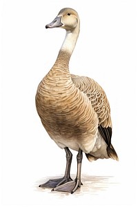 Detailed illustration of a goose