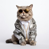 Stylish cat wearing sunglasses