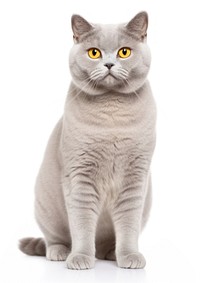 Elegant grey cat with yellow eyes