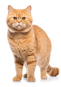 Adorable ginger cat portrait