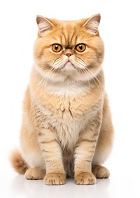 Adorable orange tabby cat portrait