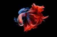 Vibrant betta fish with flowing fins