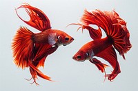 Vibrant red betta fish duo