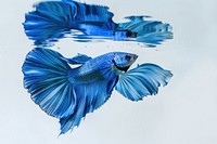 Vibrant blue betta fish reflection