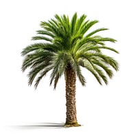 Tropical palm tree isolated white