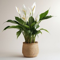 Elegant peace lily in woven basket