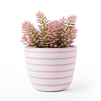 Pink succulent in striped pot