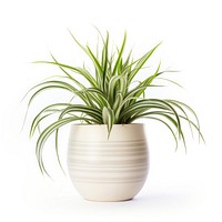 Vibrant spider plant in pot