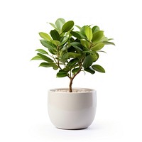 Elegant indoor potted green plant