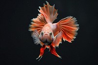 Vibrant Betta fish in motion