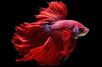 Vibrant red betta fish swimming