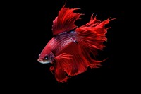 Vibrant red Betta fish swimming