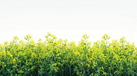 Golden Variegated Sweet Flag nature green countryside.