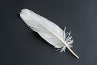 Delicate white feather on black