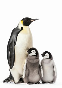 Emperor penguin with two chicks