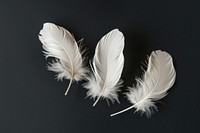 Three white feathers on black